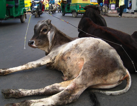 Creation of Do Cows Drink Milk...: Step 1